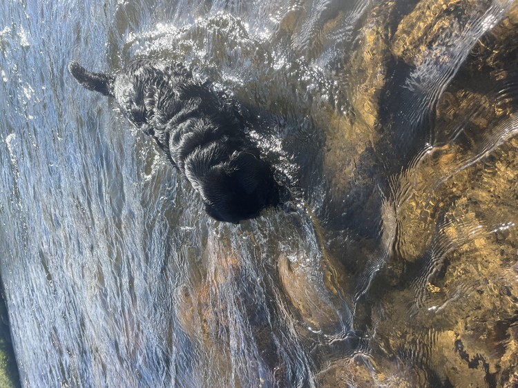 Taylor River fishing photo 34